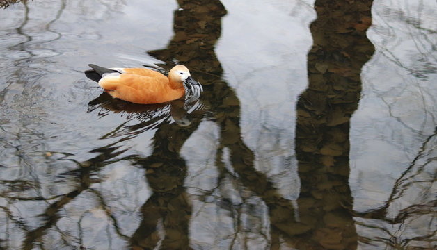 duck ogar floating in a pond