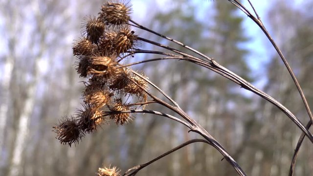 Dry spiny thistle flower (Cirsium).