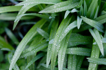 La pluie sur les feuilles d'iris 