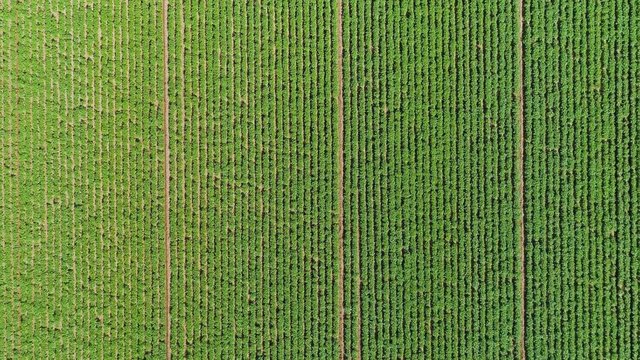 Green trees growing in field in rows