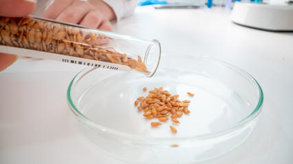 Inspection of the quality of agricultural seeds. Checking the quality of the seed before planting in the ground