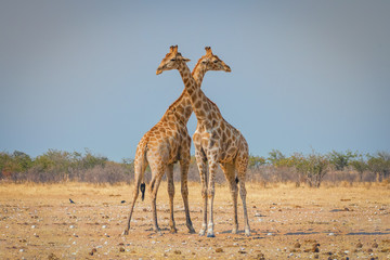 lotta di due giraffe