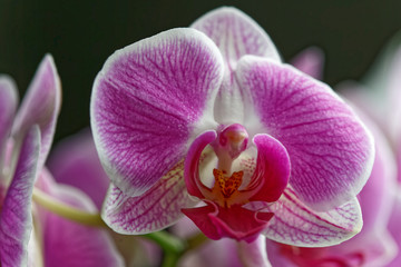 Fototapeta na wymiar Fleur d'orchidée violette