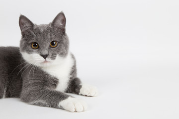 Funny gray kitten with white paws socks, isolate on a white background. The pet is watching and playing. Commercial sale, copy space.
