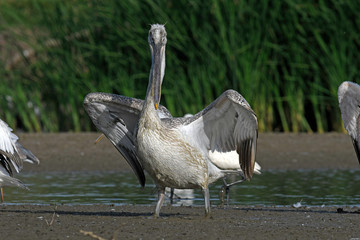 Dalmatian pelican / Krauskopfpelikan (Pelecanus crispus) - Greece / Griechenland