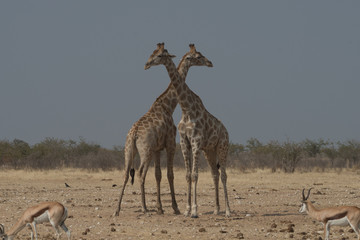 lotta di due giraffe