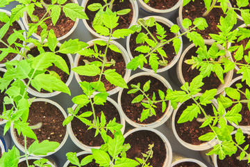 young green pepper seedlings in plastic pots. household