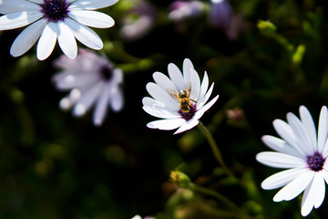 Bee collecting pollen on a daisy flower in the spring