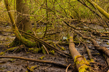 Natural swampy forest, primeval forest in Germany, trees in the swamp, water, mud