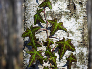 Ivy leaves on birch tree bark background. Fresh green leaves of climbing plant closeup. Natural backdrop texture