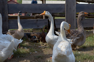 Rural scene with geese and ducks. Homemade geese sit on farm. concept of ecofarm, agriculture