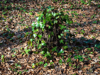 Ivy leaves on tree stump background. Fresh green leaves of climbing plant closeup. Natural backdrop texture	
