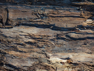 Tree bark texture background