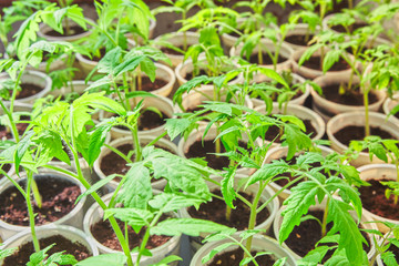 seedlings of young tomato in plastic pots. household