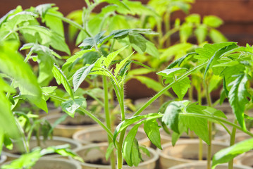 seedlings of young tomato in plastic pots. household