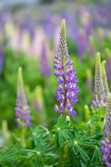 Lupin flower during springtime at Lake side of Tekapo, New Zealand. In cloudy day.