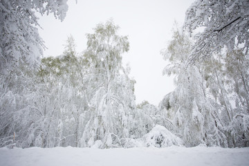 back of snowy winter during the spring