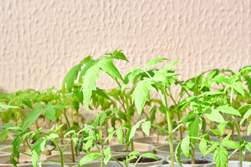 homemade young tomato seedlings. spring sunny weather