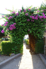 
Flowering shrubs in the garden