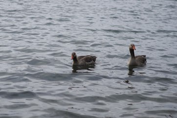 Gänse