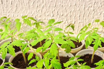 homemade young tomato seedlings. spring sunny weather