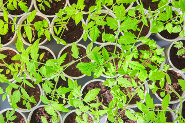 young green pepper seedlings in plastic pots. household