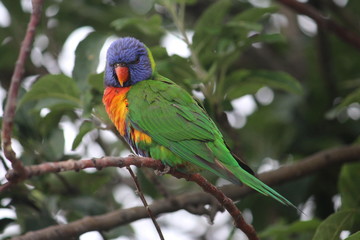 Rainbow Lorikeet in an apple tree