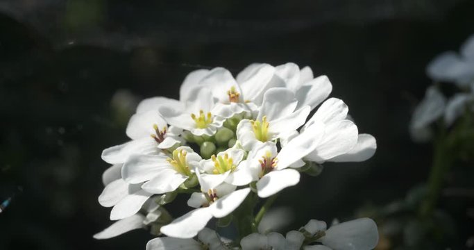 White and yellow  Iberis flowers. Closeup of a composite flower of a Mediterranean plant.