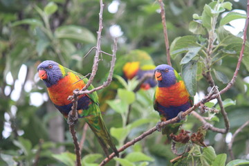 Two Rainbow Lorikeets in an urban apple tree
