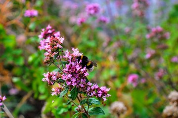 bumblebee on a flower