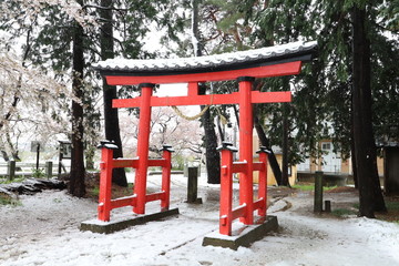 久伊豆神社の鳥居とサクラと雪景色