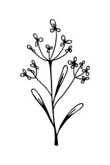 Hand drawn floral design element. Vector illustration in sketch style isolated on white