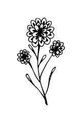 Hand drawn floral design element. Vector illustration of a daisy in sketch style isolated on white