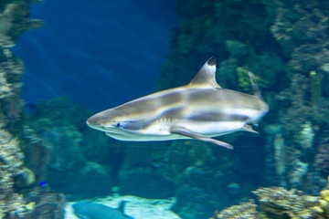 Plakat wild sharks in the aquarium