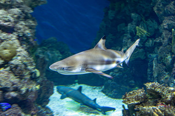 wild sharks in the aquarium