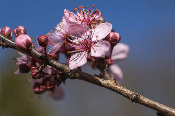 Nice cherry plum flowers on the tree with blue sky as background