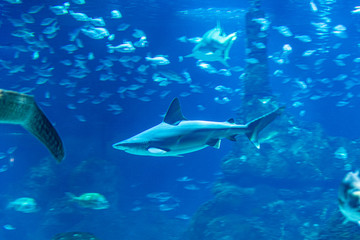 wild sharks in the aquarium