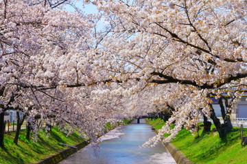 五条川　桜