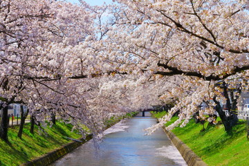 五条川　桜
