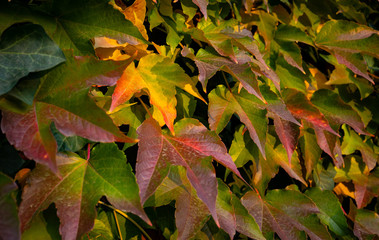 Colorful autumn three-leaf creeper