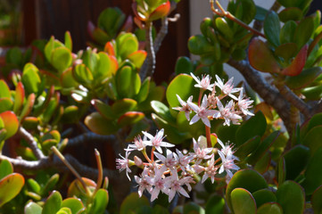 Fiori di una pianta grassa