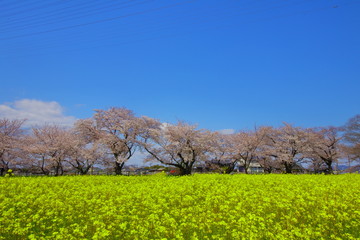 Fototapeta premium 五条川 桜
