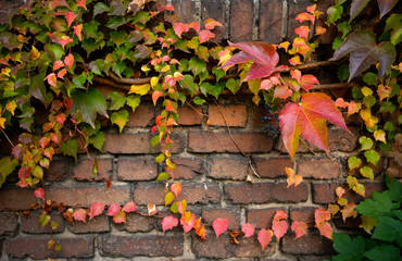 Colorful autumn three-leaf creeper