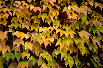 Colorful autumn three-leaf creeper