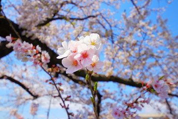 五条川　桜