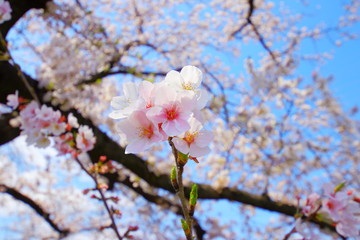 五条川　桜