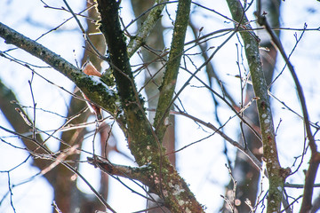 Vogel