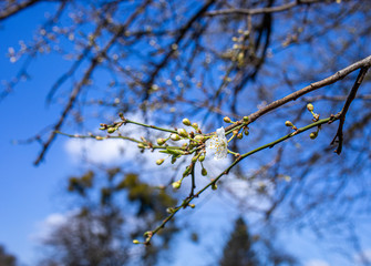 
spring nature, flowering, early spring, nature, tree branches