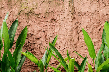 Banana leaves and clay strokes on the texture wall. Backgound texture concept. Photo of rough strokes of brown beige paint . Wallpaper and copy space. Green botanical banna leaf.