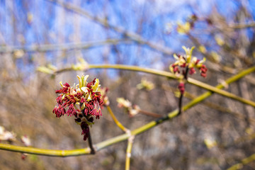 
spring nature, flowering, early spring, nature, tree branches